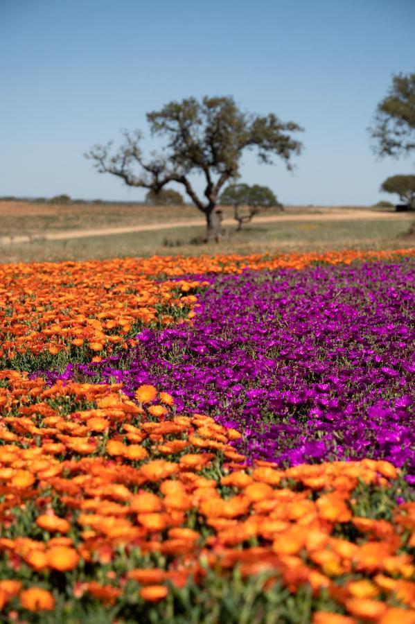 אלברונה Vila Gale Collection Monte Do Vilar מראה חיצוני תמונה